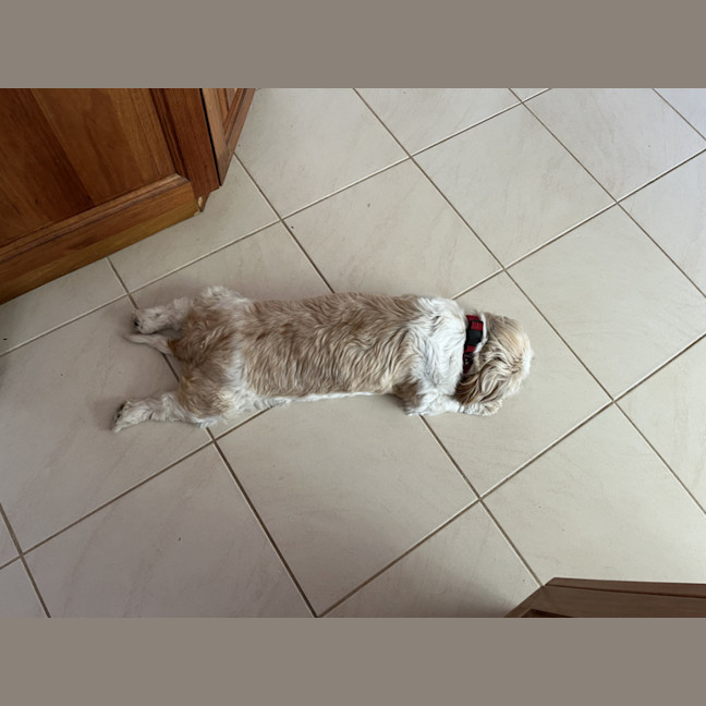 Photo of Misty 🌺 5yo, Shih Tzu (On Trial 2/11/25)