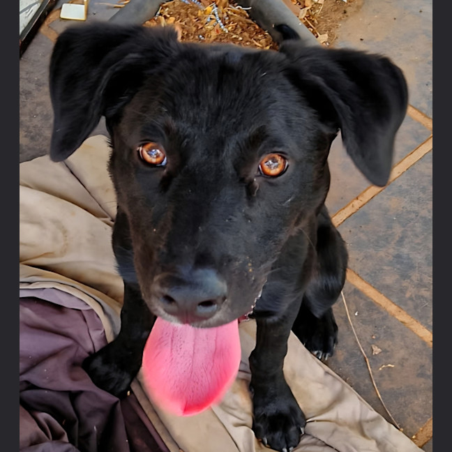 Photo of Turbo Aka Toby