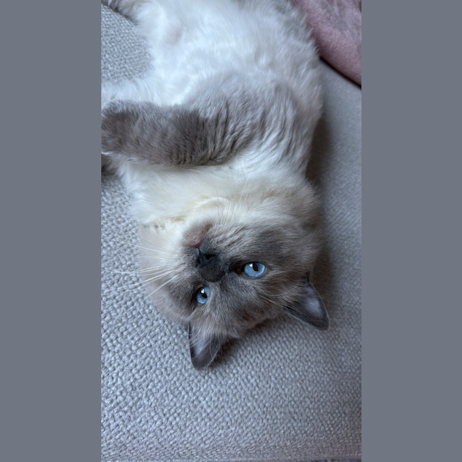 Photo of Tofu