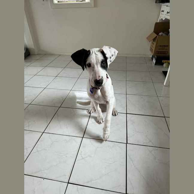 Photo of Winnie   4 Month Old Mixed Breed