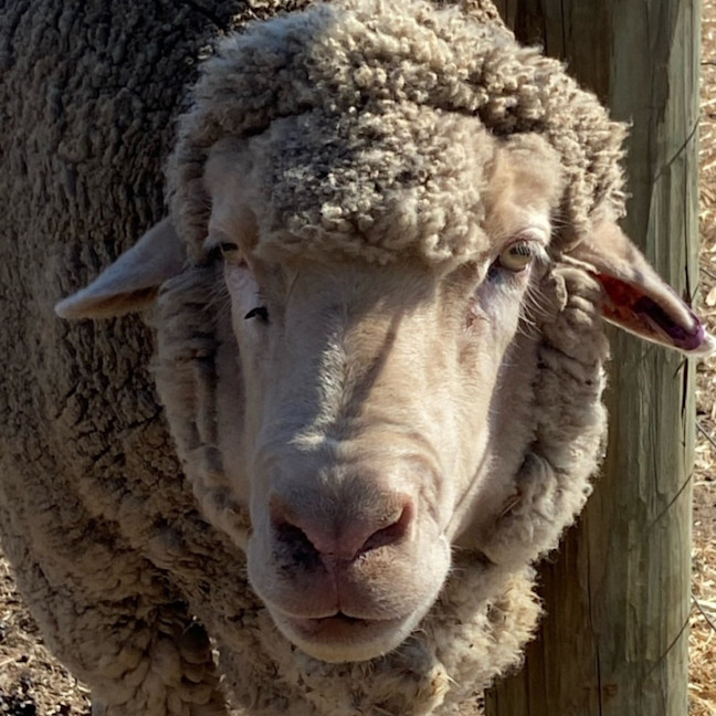 Photo of Family Flock