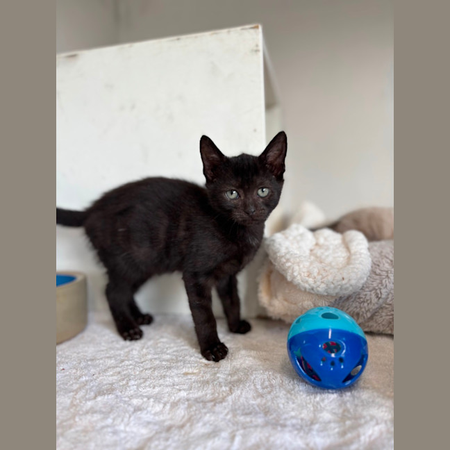 Photo of Pounce
