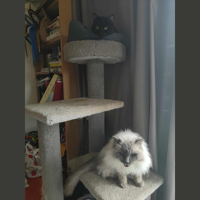 Photo of Sprinkles
