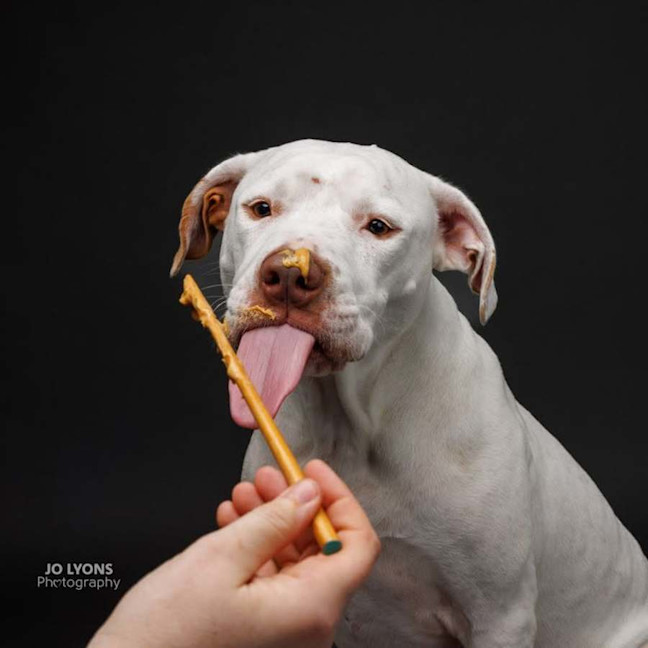 Photo of Chief   3 Year Old Staffy