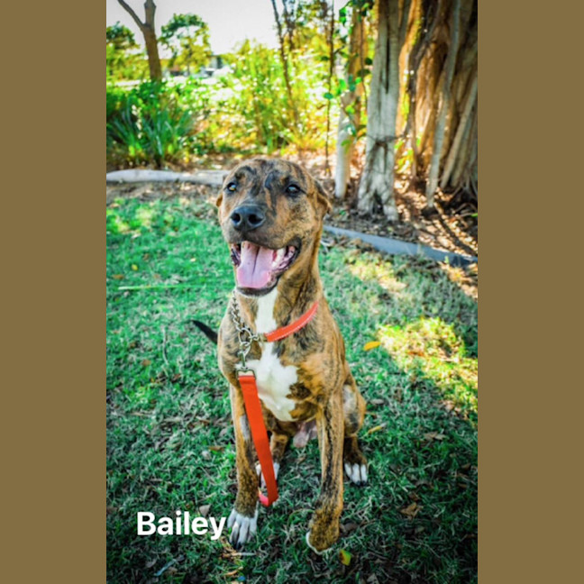 Photo of Bailey