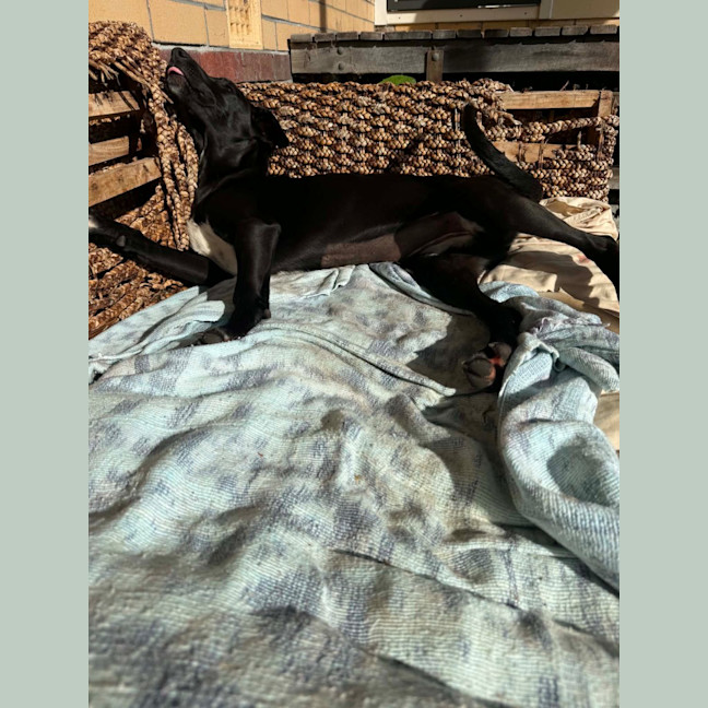 Photo of Olive