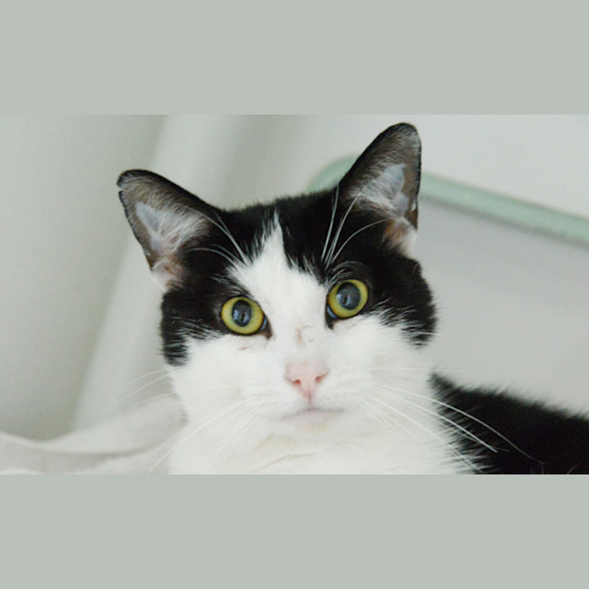 Photo of Oreo