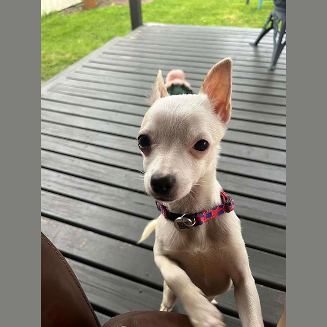 Photo of Ghost
