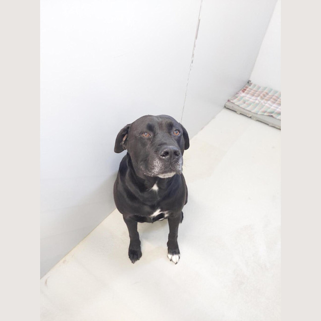 Photo of Rosco