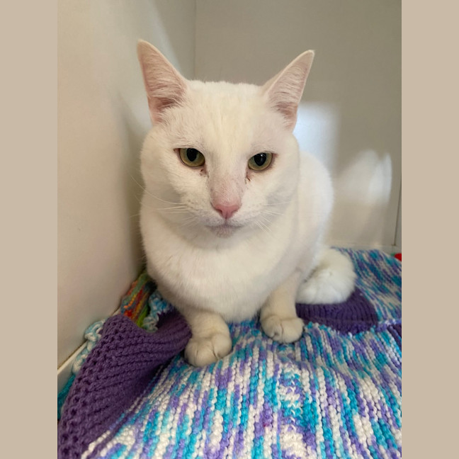 Photo of Lamington