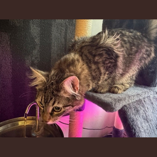 Photo of Pepper Paws