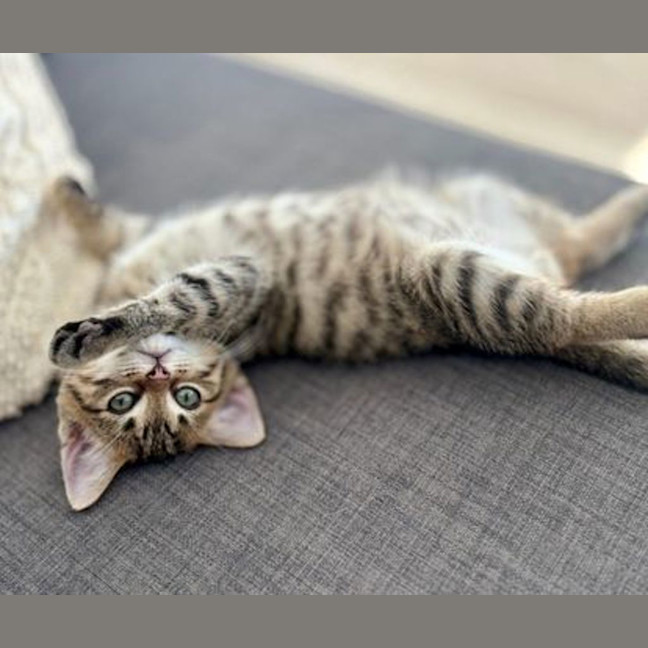 Photo of Bueno