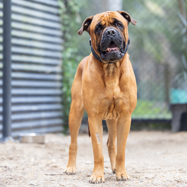Photo of Odin