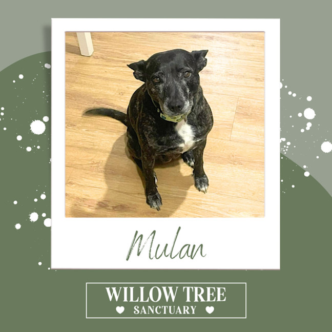 Photo of Mulan
