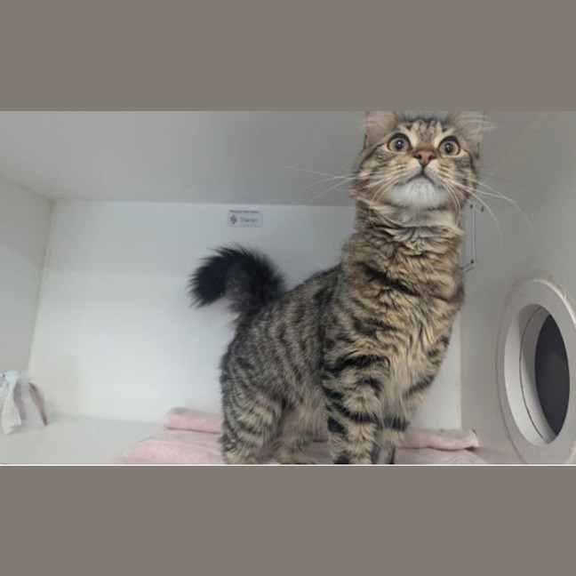 Photo of Momo