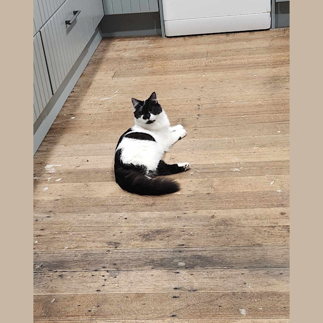 Photo of Spot