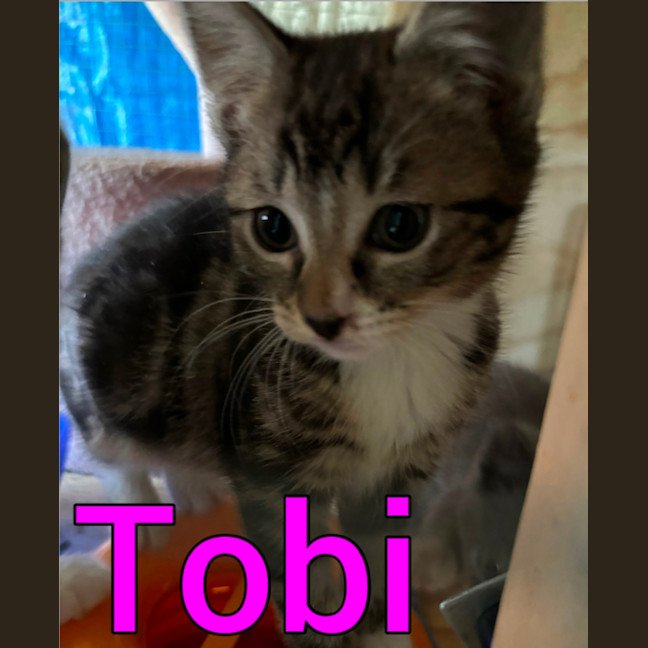 Photo of Tobi