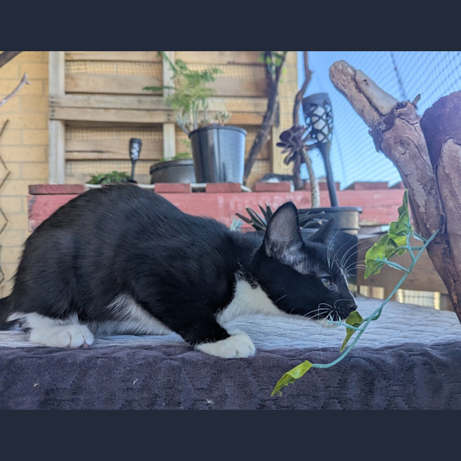 Photo of Nyx