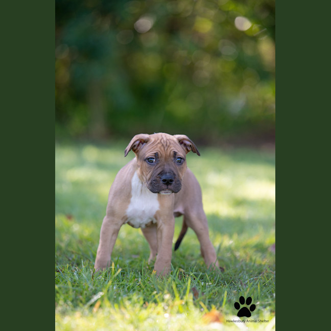 Photo of Bear
