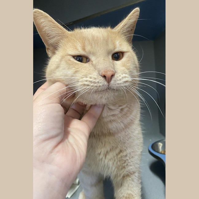 Photo of Biscuit