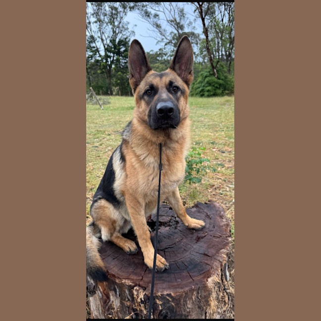 Photo of Max Junior