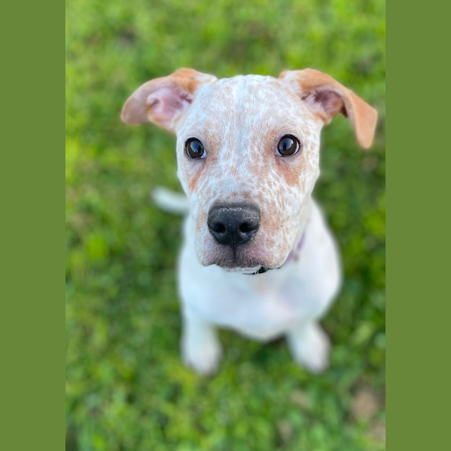 Photo of Freckles