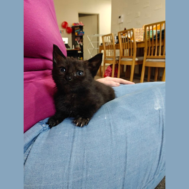 Photo of Nyx