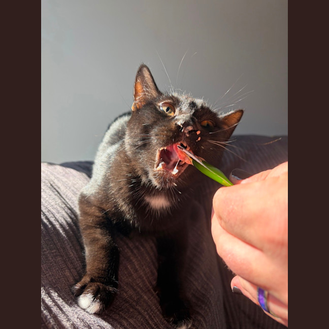 Photo of Astro
