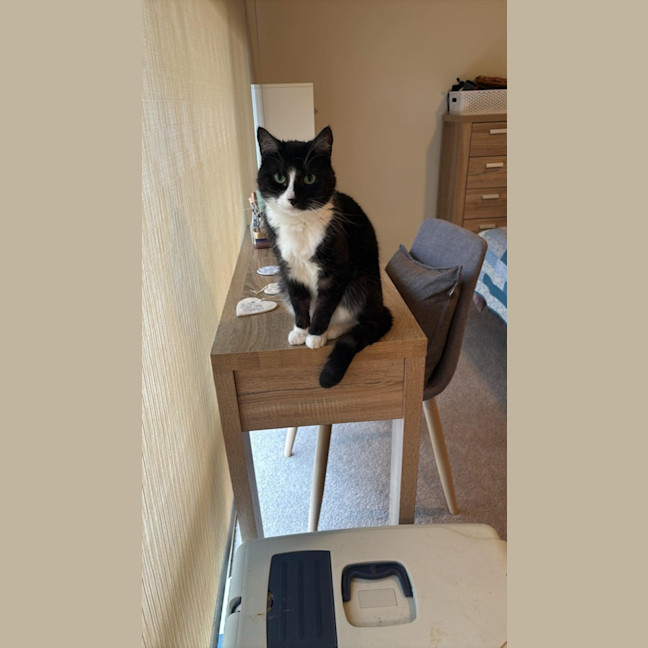 Photo of Gizmo & Mushu