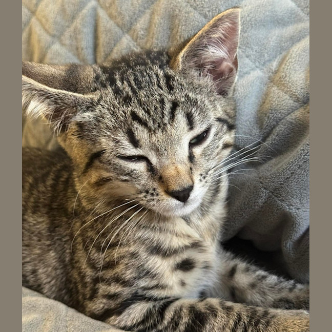 Photo of Pepe Le Pew