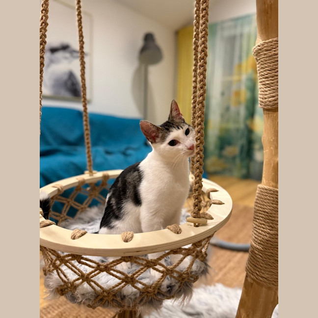 Photo of Buzz