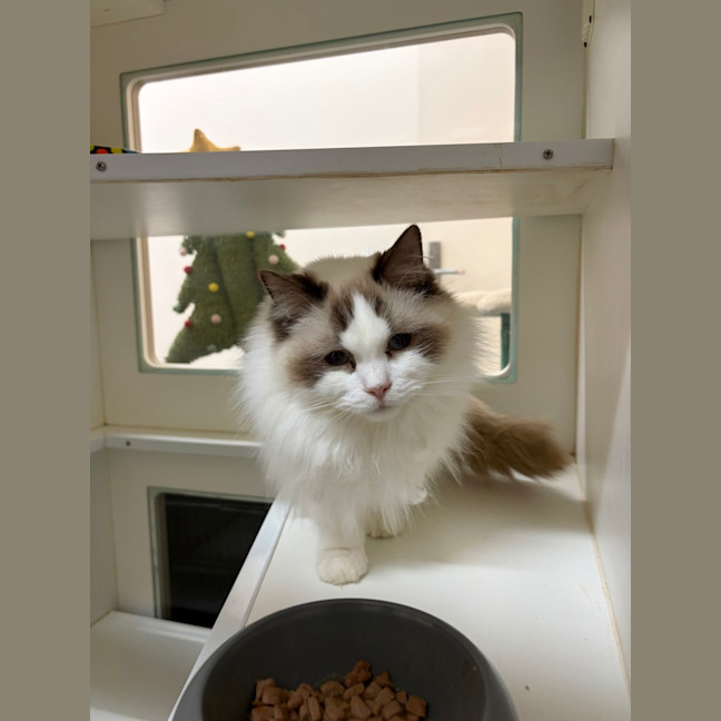 Photo of Bramble