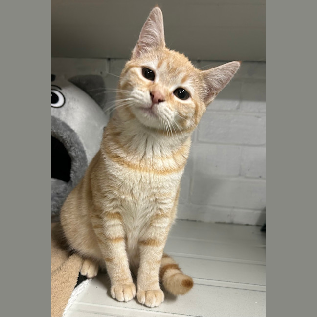 Photo of Peaches