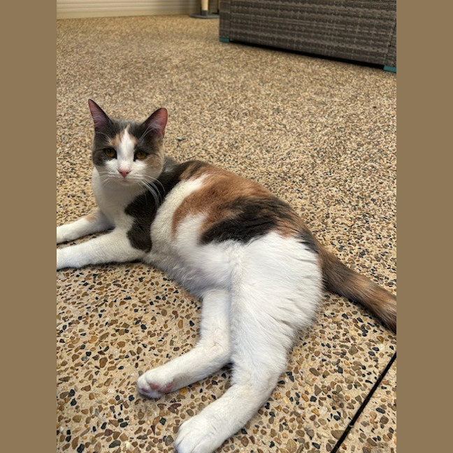 Photo of Dash & Hammy Chi