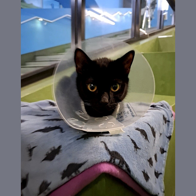 Photo of Midnight