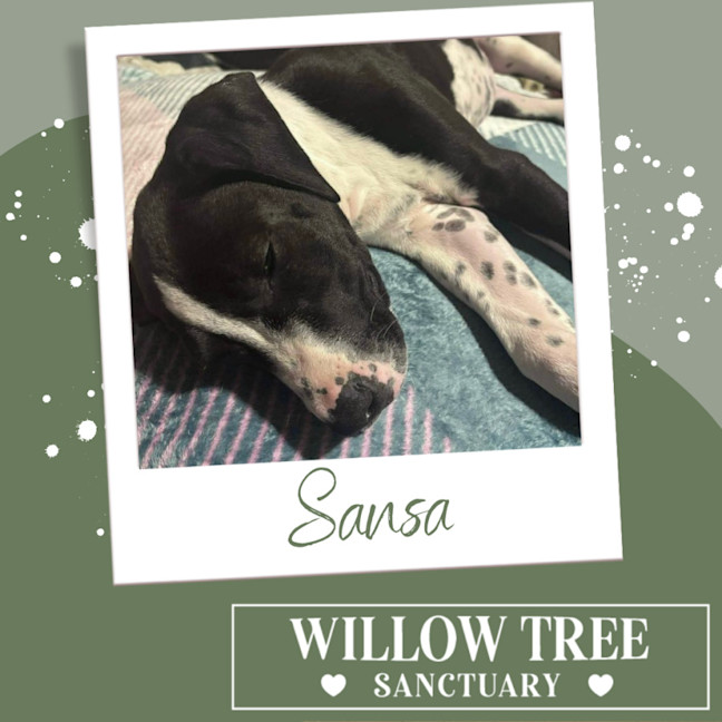 Photo of Sansa
