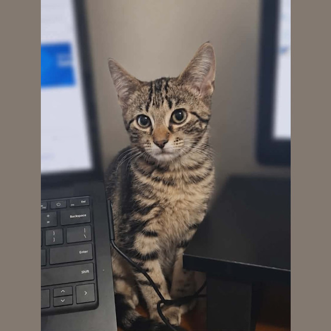 Photo of Nutmeg
