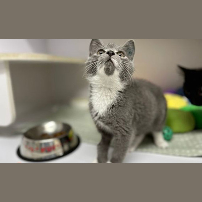 Photo of Gremlin Greg