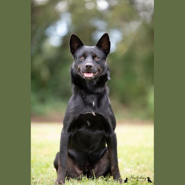 Photo of Boss