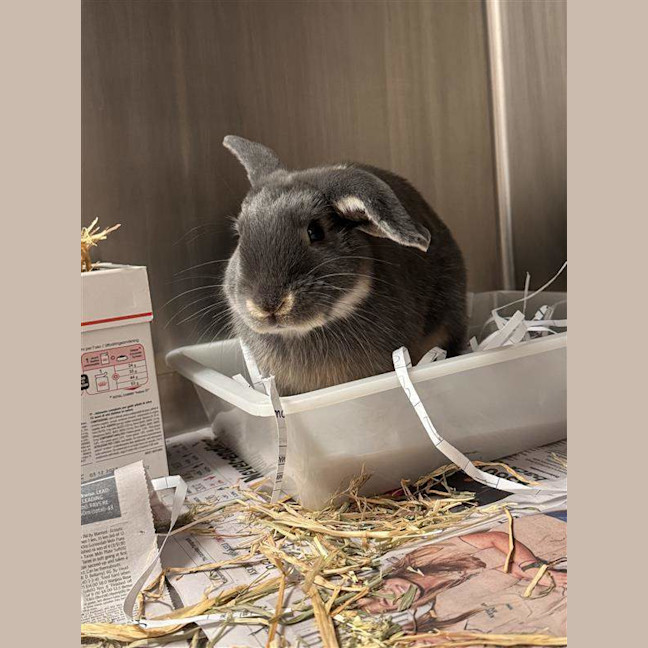 Photo of Benji