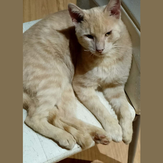 Photo of Tigger 🧡 