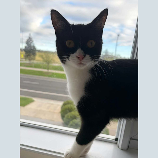 Photo of Sylvie *9 Lives Project Rescue*