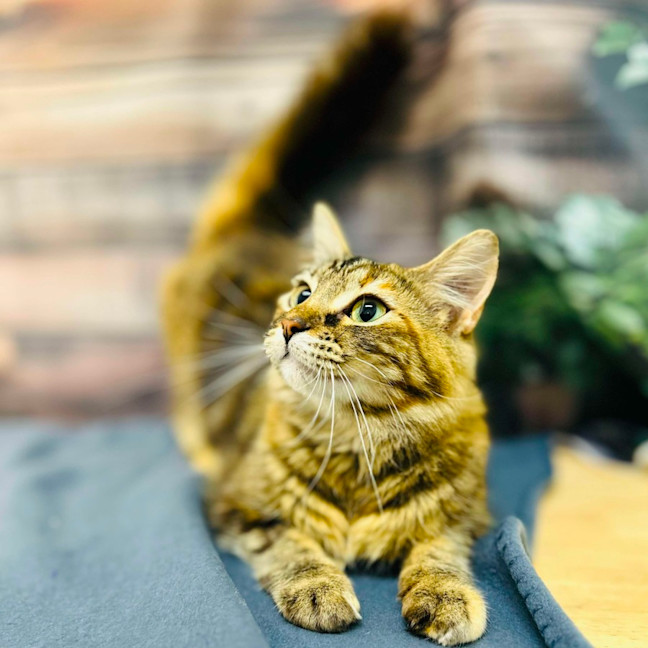 Photo of Celeste   Located In Preston 