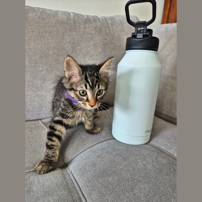 Photo of Bucket