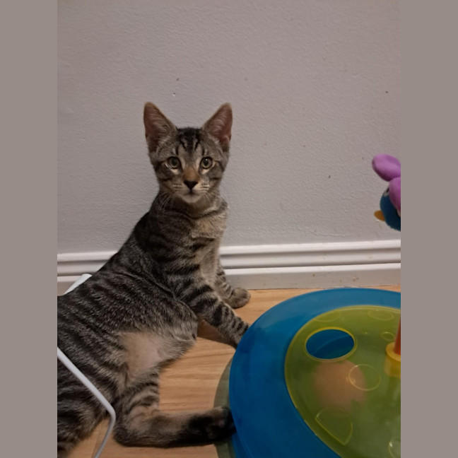 Photo of Milo