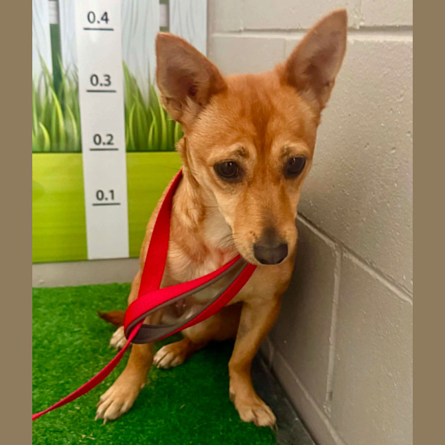 Photo of Honey