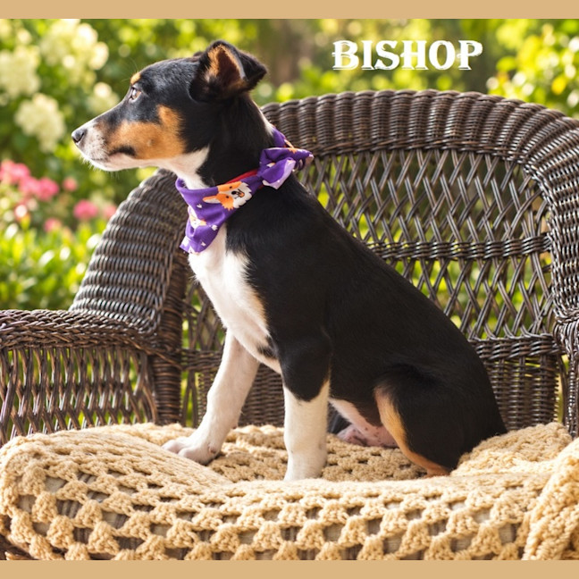 Photo of Bishop