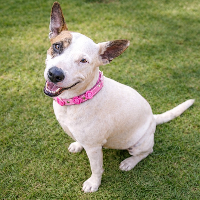 Photo of Willow