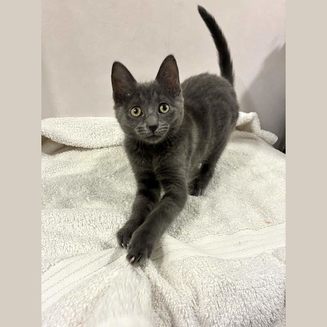 Photo of Misty