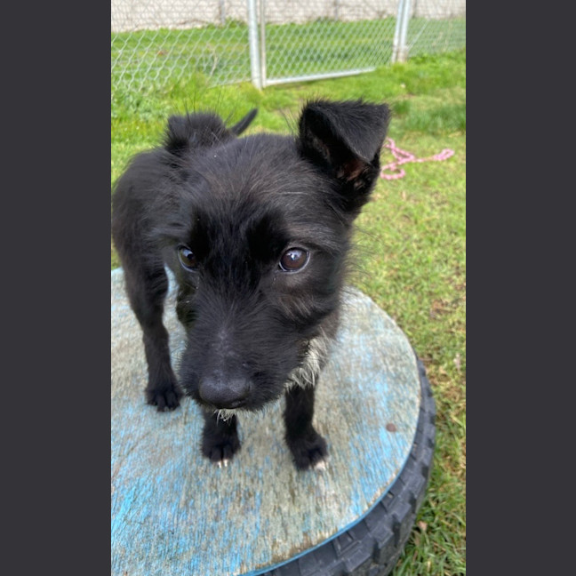 Photo of Willow